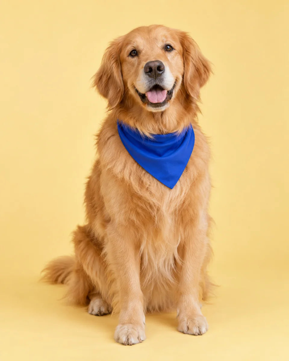 Biscuit, a golden retriever wearing a cobalt bandana